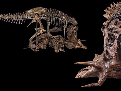 An Elegy For Hatcher The Triceratops Smithsonian Voices National