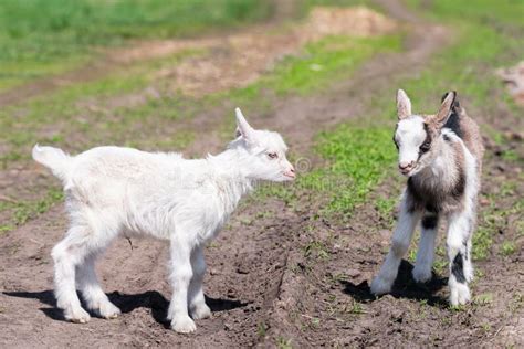 Baby Goat Kids Stand In Long Summer Grass Stock Photo Image Of Farm