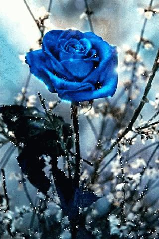 Blue Rose Gif Blue Rose Discover Share Gifs Beautiful Flowers My Xxx