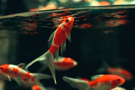 Indoor Koi Fish Tank Ideas 2023 Fishes And Aquariums