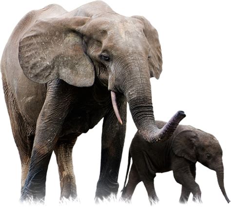 Elephant And Baby Picture Png Transparent Background Free