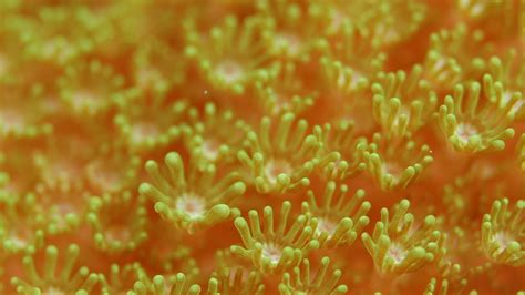 1920x1080 Resolution Sea Anemones Algae Underwater World 1080p Laptop