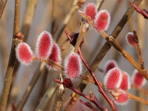 Pink Japanese Pussy Willow Mt Aso Plant Live Bush Shrubs Tree Etsy