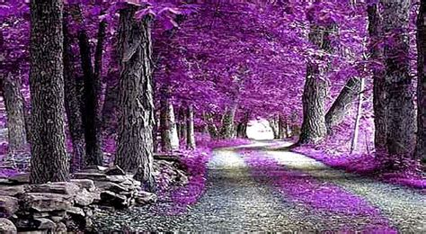 Purple Nature Wallpaper Computer All Hd Wallpapers