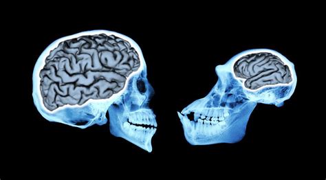 Brain Size Of Human Ancestors Evolved Gradually Over Million Years