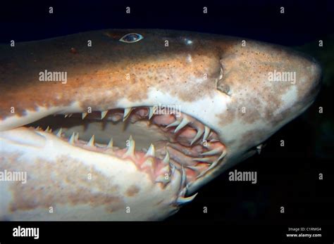 Portrait Sand Tiger Shark Grey Nurse Shark Spotted Ragged Tooth Shark