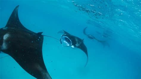Plongée Et Snorkeling Avec Les Raies Manta Aux Maldives