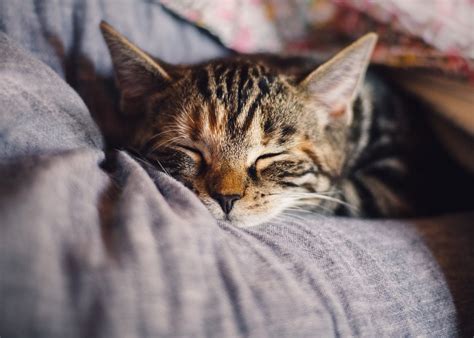 August 8 is the 220th day of the year (221st in leap years) in the gregorian calendar; 8. August - Tag der Katze: Skurrile Fakten zum Stubentiger ...
