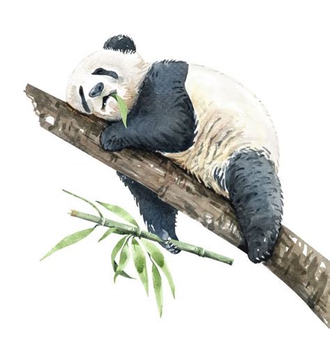 Premium Vector Watercolor Panda Eating Bamboo On Branch Panda Art