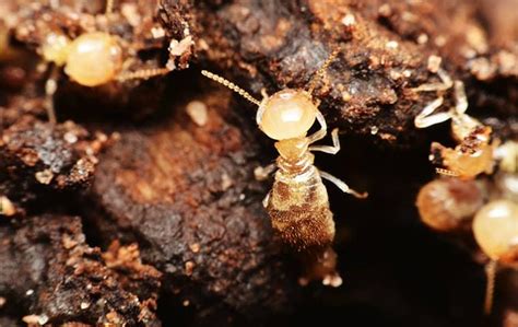 Alabama termite and pest control. Waverly, AL Pest Control | Pest Exterminator In Waverly, AL