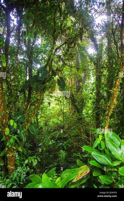 Rain Forest Scene Stock Photo Alamy