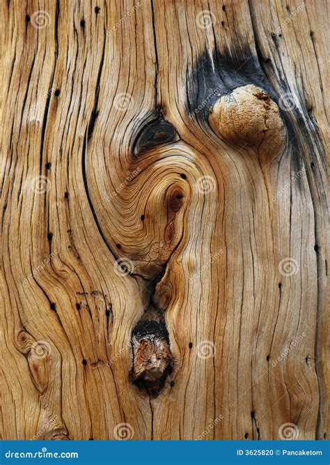 Knotted Pine Trunk Stock Photo Image Of Dead Weathered 3625820