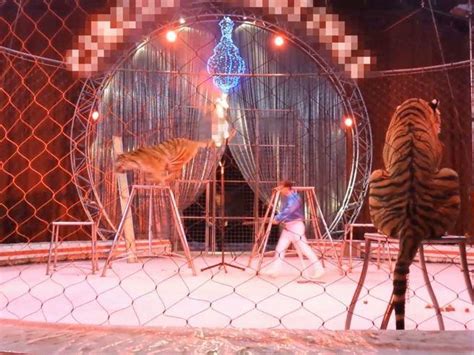 Circo La Tigre Salta Nel Cerchio Di Fuoco Lo Show Illegale In Un