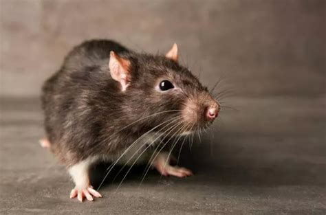 Waspadai Penyakit Yang Disebabkan Oleh Tikus