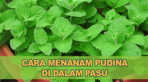 Di sini saya terangkan cara mudah untuk menanam pudina di dalam bekas. Daun Pudina - Manfaatnya Serta Cara Tanam Pudina Dalam ...