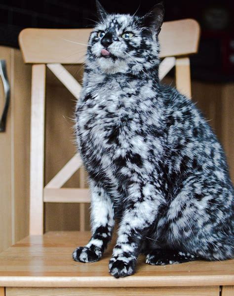 Vitiligo Cats For Sale Stacie Sumner