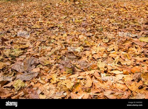 Colorful Fallen Dried Leaves On The Ground Stock Photo Alamy