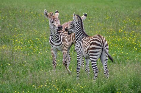Free picture: wildlife, green grass, zebra, safari, wild, animal