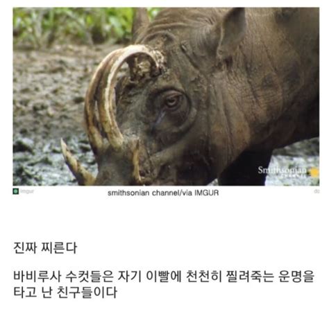 오늘 살펴볼 동물은 사마귀, 무당벌레, 지네, 벌, 청개구리, 닭, 바비루사, 갠지스강돌고래, 뱀상어, 대왕고래 입니다. 쥬지의 저주를 받은 동물 | 유머 게시판 | 루리웹 l RULIWEB