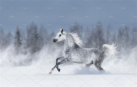 Grey Arabian Horse Gallops Animal Photos Creative Market