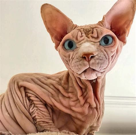 A Very Wrinkled Sphinx Cat With Gorgeous Blue Eyes