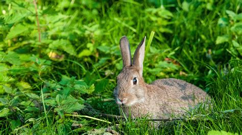 Wild Rabbit Lying Down In Overgrown Garden Among Grass And Brambles