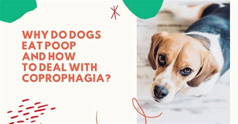Why Do Dogs Eat Poop And Coprophagia I Love Veterinary