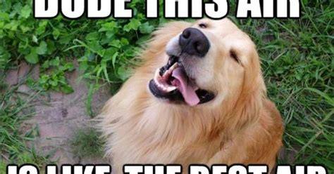 11 National Dog Day Memes That Are Just As Hilarious As They Are Cute