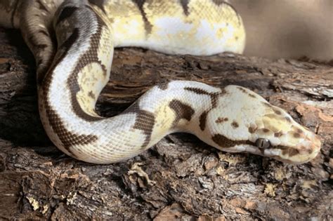 How To Sex A Ball Python Without Probing