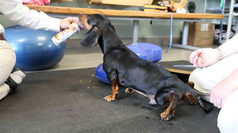 Before buying a puppy it is important to understand the located in east texas, state licensed/inspected breeder of miniature dachshunds. All Texas Dachshund Rescue | PETSIDI