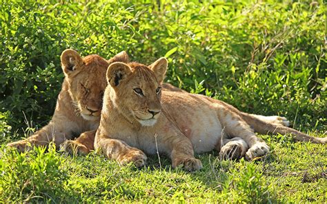 Fonds Decran Fauve Lions Petits Lionne Deux Herbe Animaux Télécharger