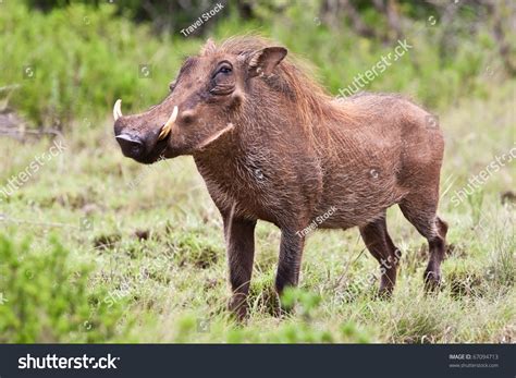 Male Warthog Kruger National Park South Stock Photo 67094713 Shutterstock