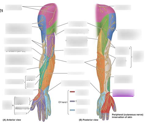 Cutaneous Nerves Of Upper Limb Diagram Quizlet