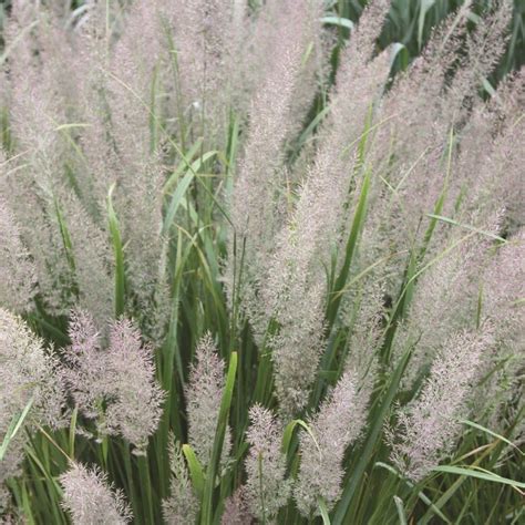Buy Korean Feather Reed Grass Calamagrostis Brachytricha £799