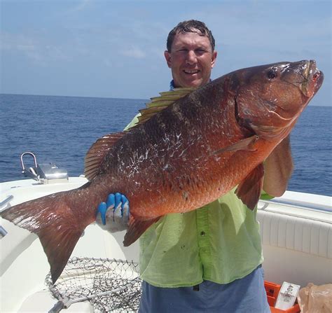 Cubera Snapper Gulf Of Mexico Fishery Management Council