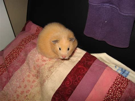 Long Haired Black Eyed Cream Syrian Female Hamster Pets Loveable