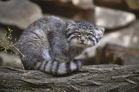 Meet The World S Grumpiest Wildcat How It Works
