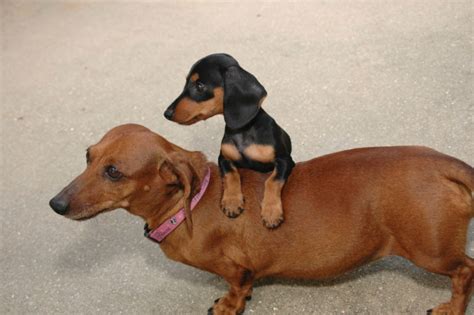Average Weight For A Miniature Dachshund Size Weight Chart And Obesity