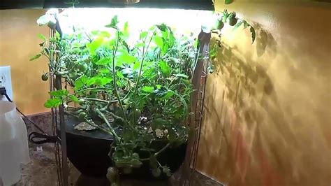 Prepare for your next garden after the. Aerogarden Tomato OMG it's getting Crazy! - YouTube