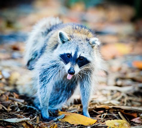 Cute Raccoon With Tongue Out Photograph By Anna Bryukhanova