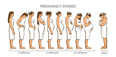 Stages Of Pregnancy Pregnancy Trimesters Urban Mamaz