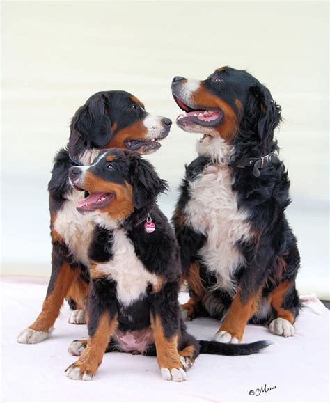 Wooden Bernese Mountain Dog Swiss Design And Toys Alpine