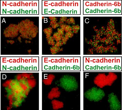 Mixing Cell Aggregation Assays With Cadherin Expressing Cho Cells