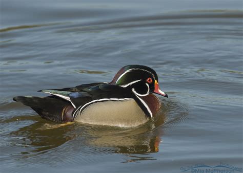 Swimming Wood Duck Drake Mia Mcphersons On The Wing Photography