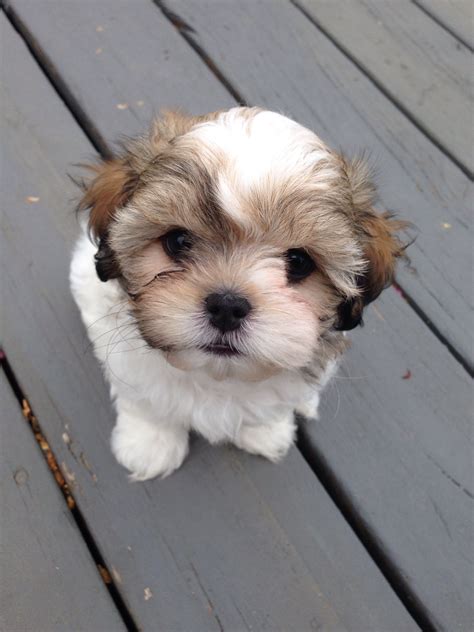 Veterinarian street says shih tzus are smart and delight in finding out, so an obedience class for your shih tzu young puppies will probably. Maltese shih tzu, new puppy! | Maltese shih tzu, Puppies