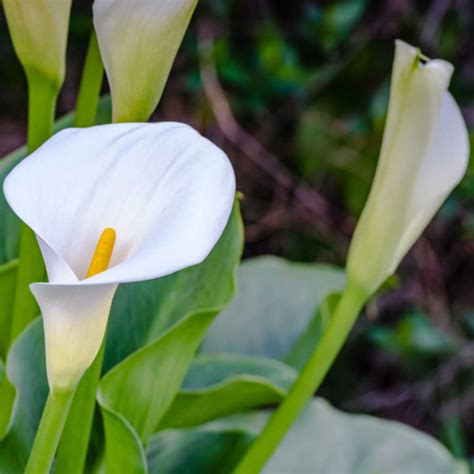 Growing Calla Lilies How To Grow And Propagate Zantedeschia Sp