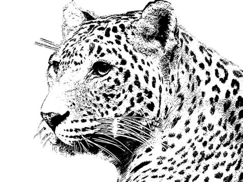 Mandala tiere zum ausdrucken als pdf wolf, eule, hund, fisch, delfin, elefant, tiger, vogel, kamel kostenlos bei happycolorz entdecken. Ausmalbilder - Tiere - Newsletter 2014 - 4 - Malen und ...