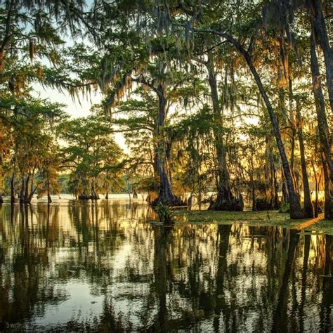 Facts About Louisiana Bayous Usa Today
