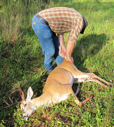 Should Hunters Be Allowed To Sell Deer Hides Parts Deer And Deer