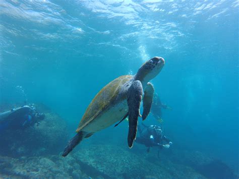 Free Images Water Ocean Diving Underwater Sea Turtle Reptile